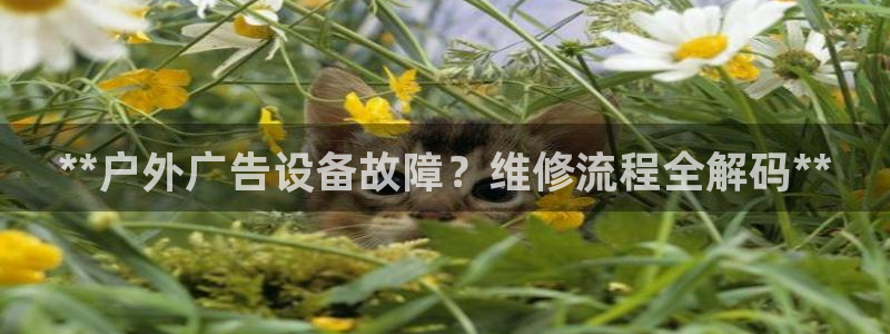 杏宇平台招商怎么样